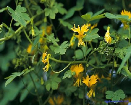 Nasturtium străin - plantele mele de interior