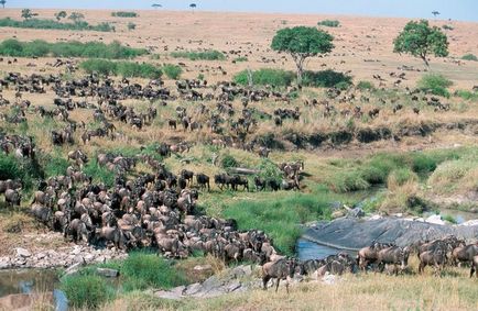 Національні парки і заповідники в Танзанії - активний відпочинок