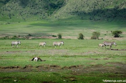 Parcurile și rezervațiile naționale din Tanzania - odihnă activă