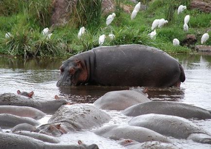 Ngorongoro Nemzeti Park