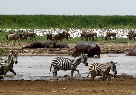 Parcul Național Ngorongoro