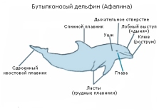 Кілька цікавих фактів про дельфінів-афалін