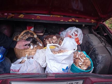 Зазвичай в ліс за грибами ходять, а ми - за кошеням!