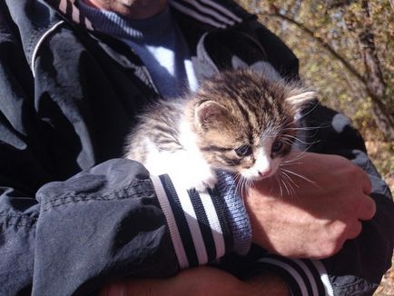 Зазвичай в ліс за грибами ходять, а ми - за кошеням!