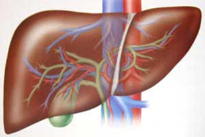 Societatea pentru ajutarea copiilor cu boli hepatice