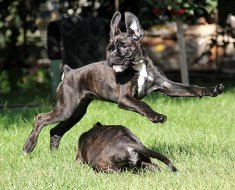 O revizuire a rasei de boxer câine conține conținut și fotografii de companie