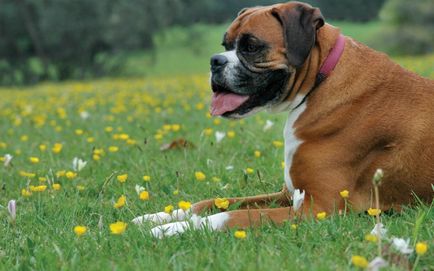 O revizuire a rasei de boxer câine conține conținut și fotografii de companie