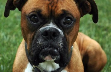 Огляд породи собак боксер особливості змісту і фото вихованців