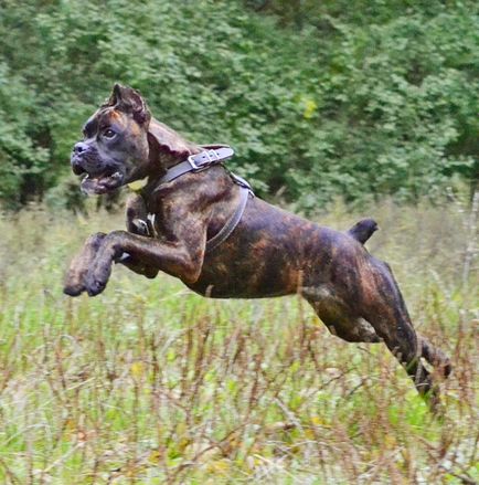 O revizuire a rasei de boxer câine conține conținut și fotografii de companie