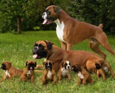 Áttekintés a kutyafajták boxer funkciók a tartalom és háziállatok fotó