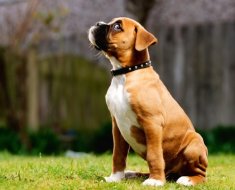 O revizuire a rasei de boxer câine conține conținut și fotografii de companie