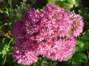 Sedum magenta, amit gyógyászati ​​tulajdonságokkal növény