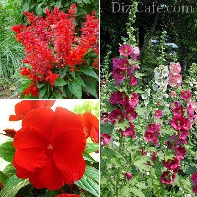 Flori anuale pentru cabana de vara pentru toata vara care sa aleaga