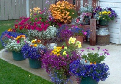 Egynyári virágok, hogy minden nyáron, hogyan kell választani