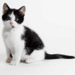 Забарвлення і характер кішок - руда кішка