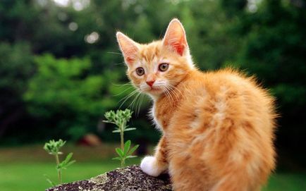 Culoarea și caracterul pisicilor - pisică roșie