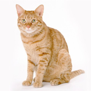 Culoarea și caracterul pisicilor - pisică roșie