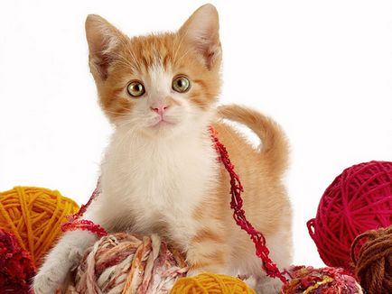 Забарвлення і характер кішок - руда кішка