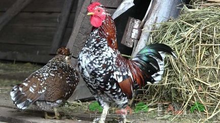 Descrierea rasei de găini bentamki, foto și video