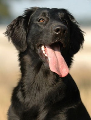 Опис породи собак прямошерстний ретривер з відгуками власників і фото