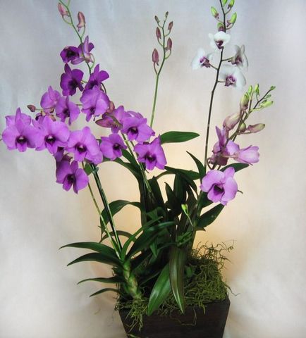 Orchid dendrobium nobilis îngrijire la domiciliu