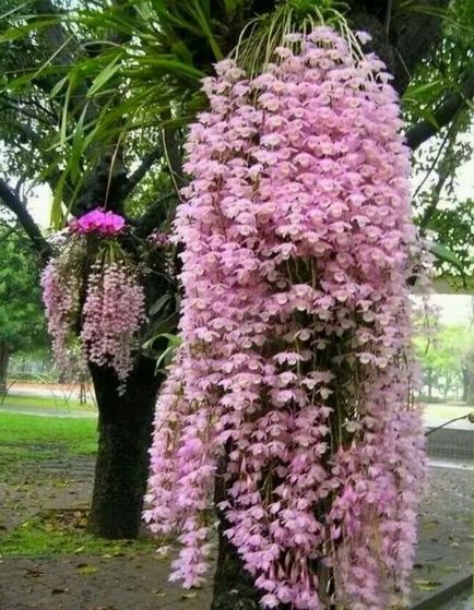 Orchid dendrobium nobilis îngrijire la domiciliu