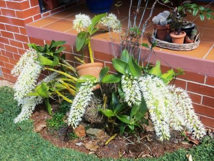 Orchid dendrobium nobilis îngrijire la domiciliu