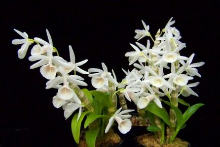 Orchid dendrobium nobilis îngrijire la domiciliu