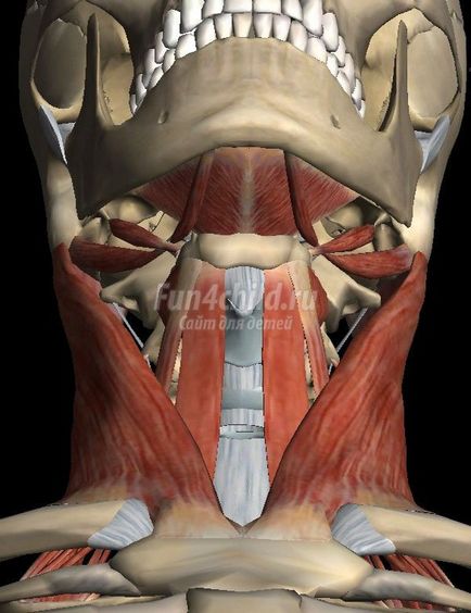 Caracteristicile gâtului și laringelui