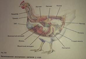 Caracteristicile digestiei la pasari