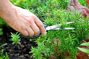 Caracteristicile rozmarinului în creștere din semințe în sol deschis și acasă