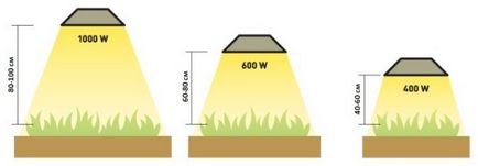 Iluminarea plantelor de interior în sfaturi utile de iarnă