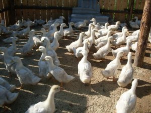 Відгодівлю качок, домашня ферма