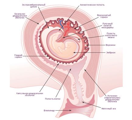 Detașarea oului fetal în primele etape ale sarcinii - semne și cauze