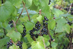 Burete din frunzele de coacăze negre beneficii și contraindicații