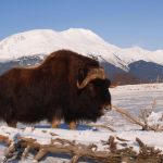 Musculiță (boabe de mosc) caracteristici de comportament și reproducere, habitat natural