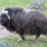 Вівцебик (мускусний бик) особливості поведінки і розмноження, природна зона проживання