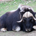 Musculiță (boabe de mosc) caracteristici de comportament și reproducere, habitat natural