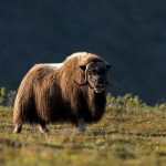 Musculiță (boabe de mosc) caracteristici de comportament și reproducere, habitat natural