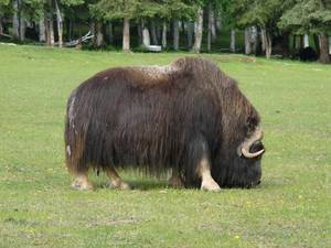 Musculiță (boabe de mosc) caracteristici de comportament și reproducere, habitat natural