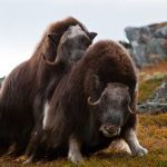 Musculiță (boabe de mosc) caracteristici de comportament și reproducere, habitat natural