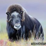 Вівцебик (мускусний бик) особливості поведінки і розмноження, природна зона проживання