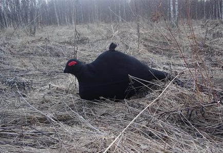 Vânătoare pentru cocoșul negru