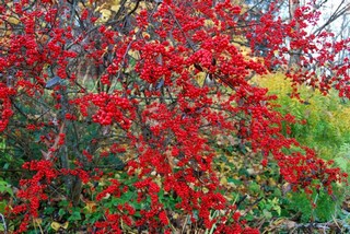 Падуб догляд, полив, фото, пересадка, розмноження