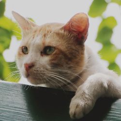 Papilloma (szemölcs) macskáknál - szól macskák és macskák szeretettel