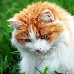 Папіломи (бородавки) у кішок - все про котів і кішок з любов'ю