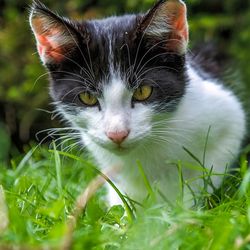 Papilomii (negii) la pisici - totul despre pisici și pisici cu dragoste