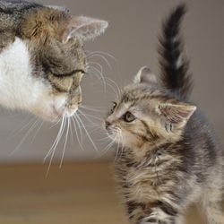 Папіломи (бородавки) у кішок - все про котів і кішок з любов'ю