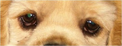Патології росту вій - дістіхіаз, трихиаз і ектопічна вія у собак, ветеринарна клініка