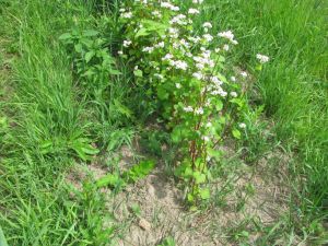 Méhész diy avtomotolyubitelyu kertész - Téma megtekintése - növekvő Echinops